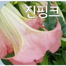 천사나팔꽃