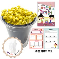 콩나물키우기관찰