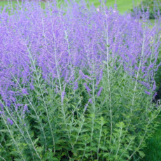 건강한춘복이네