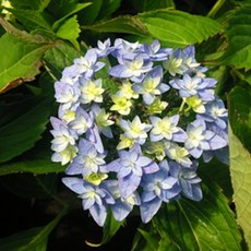 별수국
