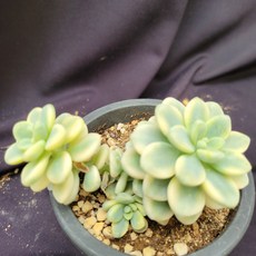 라울금