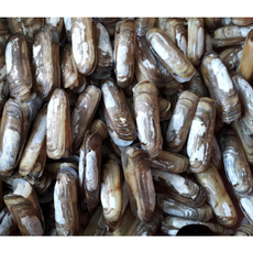 맛조개 생조개(대) 생조개 맛조개구이 조개찜 맛조개장 (조업당일배송상품), 맛조개(대) 500g (15-25개내외), 1개