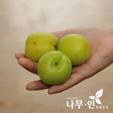 홍매실수확시기