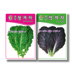 겨자 씨앗 종자 청겨자 2000립 적겨자 3000립/ 톡쏘는 쌈채소, 2개