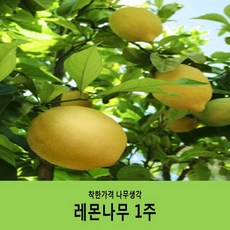 착한가격 나무생각 / 레몬나무 / 30~40cm / 결실주(분묘), 1개
