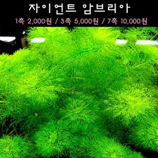 [수초아쿠아] 자이언트 암브리아 초보수초 인기수초 구피 새우 은신처 어항수초 수초맛집 득템수초, 1촉