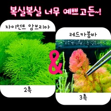 자이언트암브리아