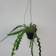 립살리스쇼우