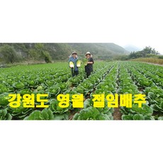 추천9 강원도절인배추