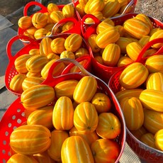 산지직송 성주 꿀 참외, 1박스, 가정용 로얄과(중소과) 5kg