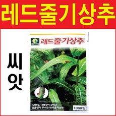 레드줄기상추씨앗 1000알 줄기상추 궁채씨앗 뚱채씨앗