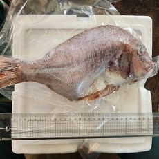 제수용 제찬용 도미 대 1마리 (손질후 32cm/550g) 반건조 참돔, 1개