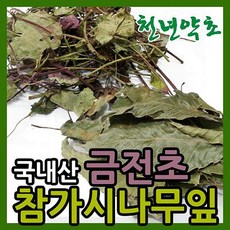 참가시나무