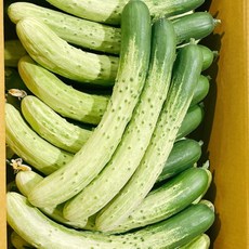 갓 수확한 맛있는 백오이 못난이(상) 10kg