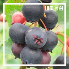 준베리(발레리나) 삽목1 년 플러그묘