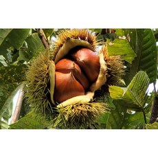 24년 공주 부여 햇알밤 왕특(칼집X) 1/2/4 kg, 1개, 2kg