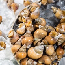제철 살이통통한 포항 활 백고동 백골뱅이, 1박스, (순살) 250g