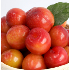 [1등자두] 프리미엄 산지직송 추희 자두, 1세트, 2kg