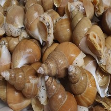 백고둥