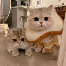(샵타스틱) 고양이 넥카라 핥기방지긁기방지 넥카라 다양한 모양의 넥칼라, 1개, 노란 해바라기 S(3-6파운드 조절 가능)