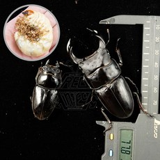 왕사슴벌레 성충 혹은 3령 애벌레 한마리/한쌍 수컷/암컷 기르기세트 사육세트 옵션선택, 성충 한 쌍 (개량혈), 대형 (♂70-73mm/♀40-43mm)