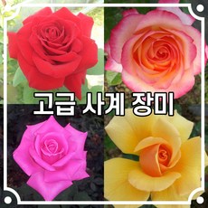 고급 사계 장미 / 포트 / 충북농원, 1개, 루주메이앙