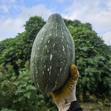 만차랑 단호박 1.5kg 3kg 5kg 7kg, 1.5kg (1과), 1개