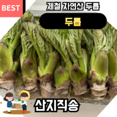 야생 참두릅 첫순 두순 나무두릅 산두릅 참두릅 500g 1kg