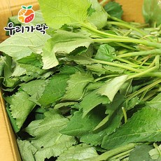 생취나물