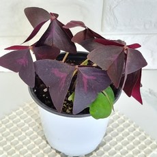 사랑초키우기