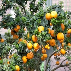 3년생 머틀립오렌지 나무 묘목 가정원예 은은한꽃 향기 만점, 혼합색상, 1세트