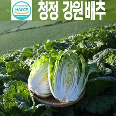 추천3 강원도김장배추