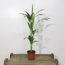 아레카야자 공기정화식물 50-70cm