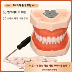 구강 모형 스케일링 치과 연습용 치아 치아모형, 28치모형+예비치아 14개 업그레이드, 1개