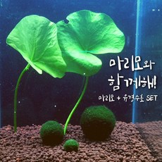 [미초] 귀여운 마리모와 수초 세트 / 수경식물 / 새우 수초 / 모스볼 / 마리모, 04. 타이거로터스 레드 + 마리모 3개