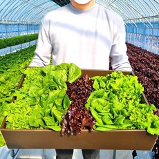 하루누리 유럽 샐러드채소 쌈채소 로메인 버터헤드 특수 상추 바타비아, 800g
