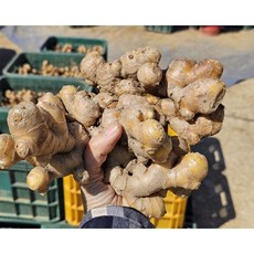 시골팜 생산자직발송 흙생강(특) 1kg
