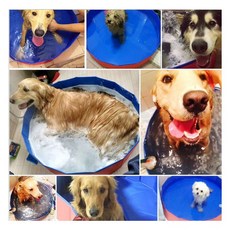 반려견 수영장 욕조 목욕시키기 접이식 특수 고양이, 블루 지름 120 높이 30cm-100캐티권장, 1개
