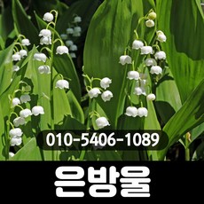 은방울꽃 : 10cm비닐포트/4개/보람농원C, 1개