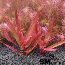 암마니아그라실리스