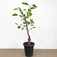 살구나무 초하 화분묘 접목1년생