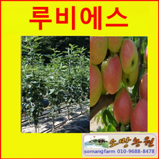 에스그루프로즌포그스프레이