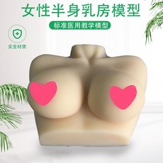 인체 골반 척추 두개골 뼈 두개골 관절 모형여성 유방 모델 시뮬레이션 실리콘 프로락틴, 절반 길이 유방 모델