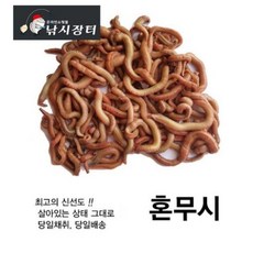 [낚시장터] 바다생미끼 혼무시(200g) 홍거시 홍무시 홍지렁이 원투미끼 감성돔 광어 민어 참돔, 1개, 200g