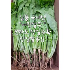 (일품) 전라도 국내산 열무 (당일수확 / 당일발송 국내산 여린 열무), 1개, 2kg(내외)