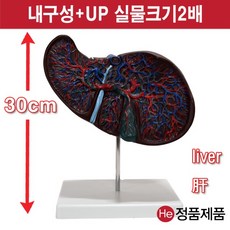 셀프손발모형