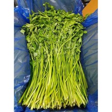 국내산 생미나리 제철 산지직송 당일수확, 1개, 1kg