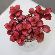 폴레드라이징스타