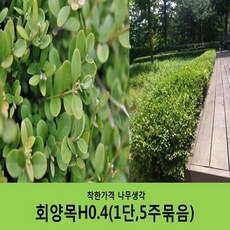 착한가격 나무생각 / 회양목 / 40cm / 5주, 5개