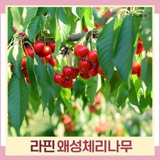 체리나무 묘목 왜성체리 콜트대목 라핀 접목1년생 뿌리묘 1개